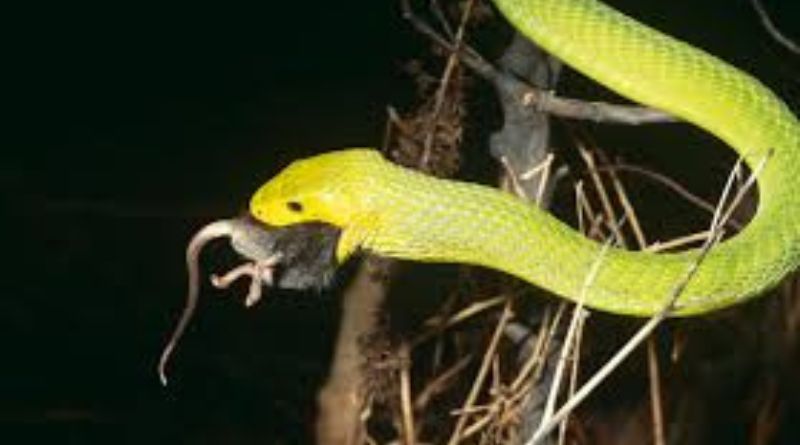 What Eats Snakes? Understanding the Natural Predators of Serpents