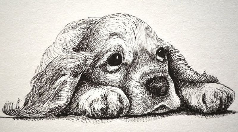 Drawing: Cute Dog Illustrations